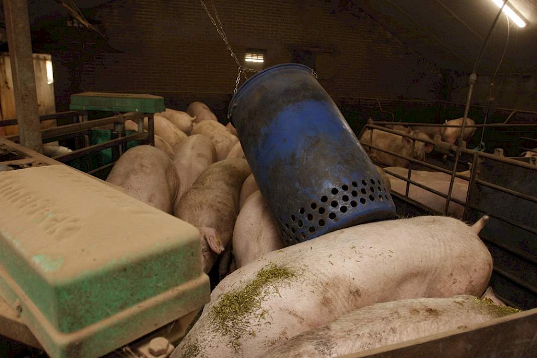 luzerne afleidingsmateriaal dragende zeugen groepshuisvesting