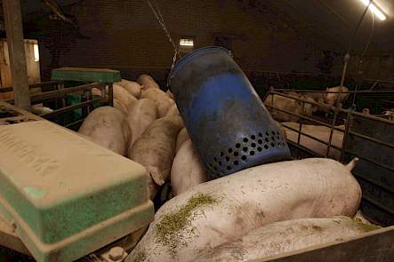luzerne afleidingsmateriaal dragende zeugen groepshuisvesting