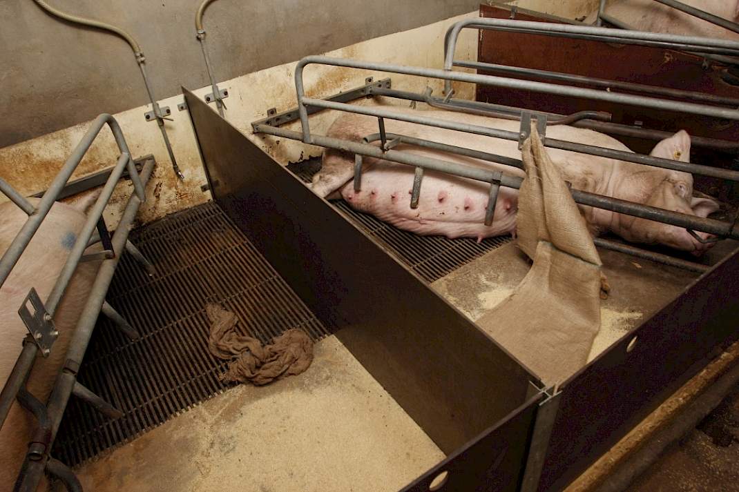 nestelmateriaal jute zakken