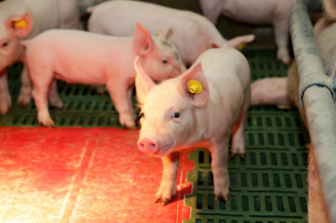 16,5 biggen per worp Deense zeug