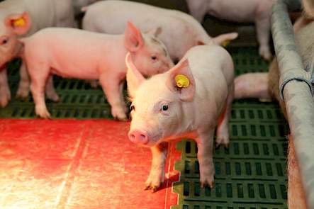 16,5 biggen per worp Deense zeug