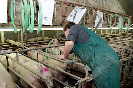 medewerker varkenshouderij