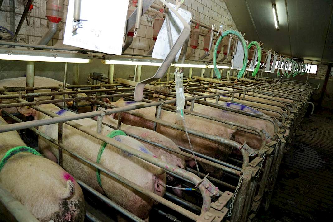 dekken dekstal insemineren
