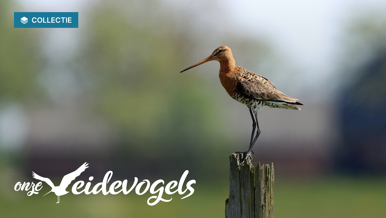 Collectie Onze weidevogels