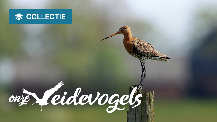 Collectie Onze weidevogels